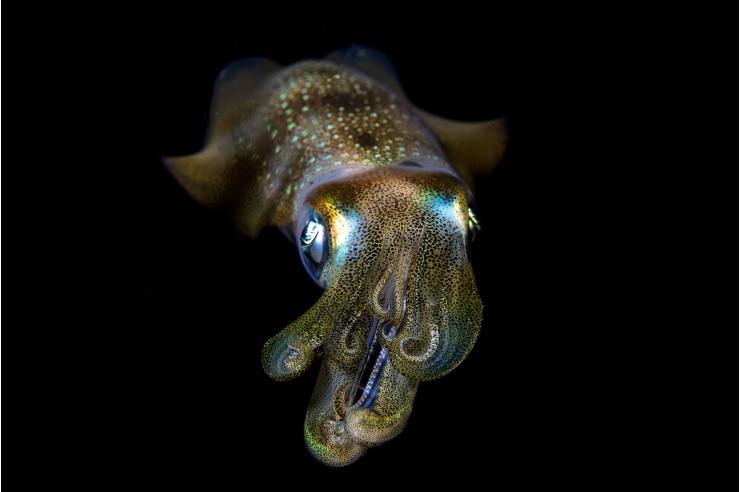 Ein kleiner Kalmar mit grünlicher Haut fluoresziert in tiefschwarzer Dunkelheit. 