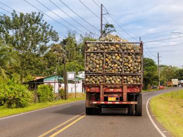 Rückansicht auf einen mit Ananas beladenen Lastwagen, der auf einer Landstraße unterwegs ist. 