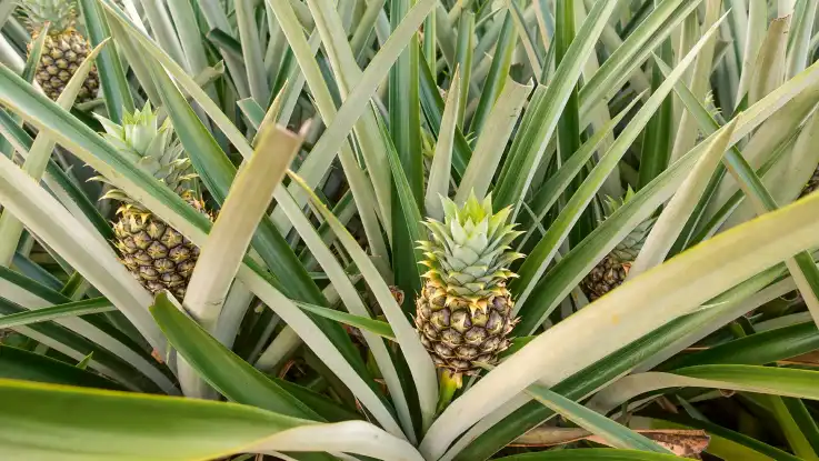 Geschützt von spitzen, hellgrünen Blättern wachsen zahlreiche Ananas auf einem Feld.  