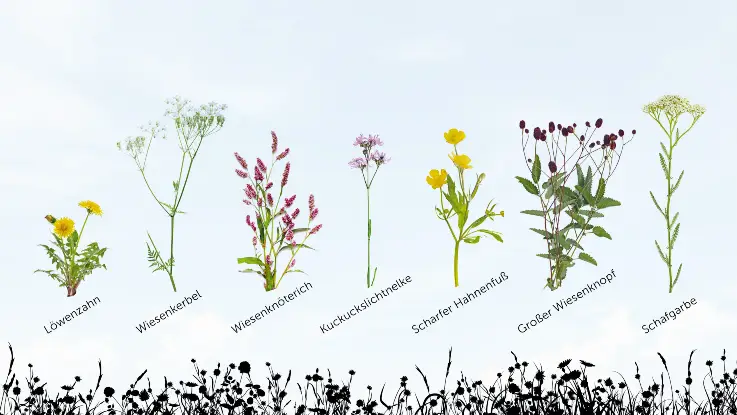 Eine Grafik zeigt sieben Blumenarten: Löwenzahn, Wiesenkerbel, Wiesenknöterich, Kuckuckslichtnelke, Scharfer Hahnenfuß, Großer Wiesenkopf und Scharfgabe.