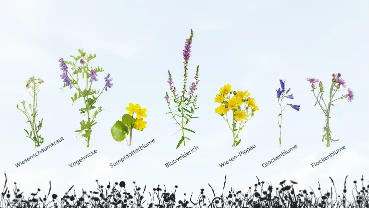  Teil zwei der Grafik mit sieben weiteren Blumen: Wiesenschaumkraut, Vogelwicke, Sumpfdotterblume, Blutweiderich, Wiesen-Pippau, Glockenblume und Flockenblume.