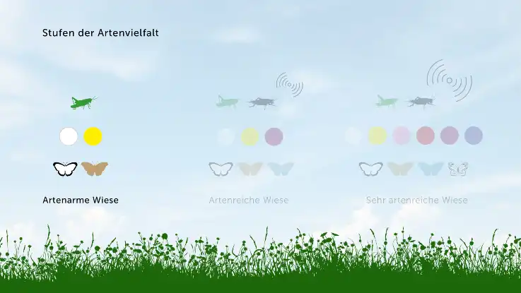 Eine dreiteilige Grafik zeigt die unterschiedlichen Stufen der Artenvielfalt anhand von Symbolen: Ein Grashüpfer, zwei Schmetterlinge und zwei Punkte, die für Blumen stehen.