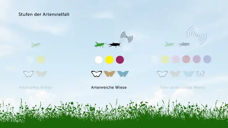 Der zweite Teil der Grafik zeigt eine artenreiche Wiese: Eine Heuschrecke, eine Grille, je drei verschiedene Schmetterlinge und Punkte.