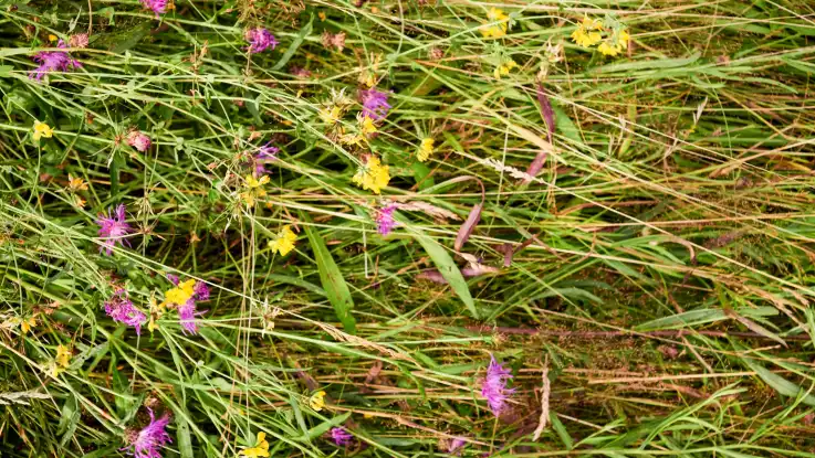 Eine Detailaufnahme zeigt sauber abgeschnittenen Gräser und Blumen, die flach auf dem Boden liegen.