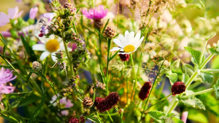 Eine Detailaufnahme zeigt die farbenprächtige Blütenvielfalt einer Wildblumenwiese.