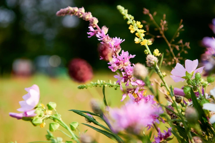  Eine Detailaufnahme zeigt Blüten in unterschiedlichen Farben – im Hintergrund schimmert unscharf das weite Grün einer Wiese durch.