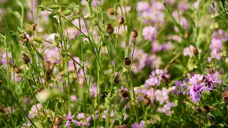 Eine Nahaufnahme zeigt die Blüten unterschiedlicher Pflanzen, einige von ihnen sind bereits verblüht.