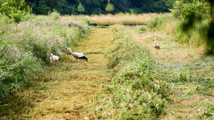 Durch ein Wiese verlaufen zwei Furchen, wie sie ein Traktor hinterlässt – dazwischen suchen drei Störche nach Nahrung.