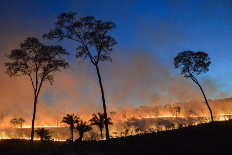 Eine Feuerfront breitet sich kreisförmig aus, einige Wipfel scheinen den Flammen zu trotzen.