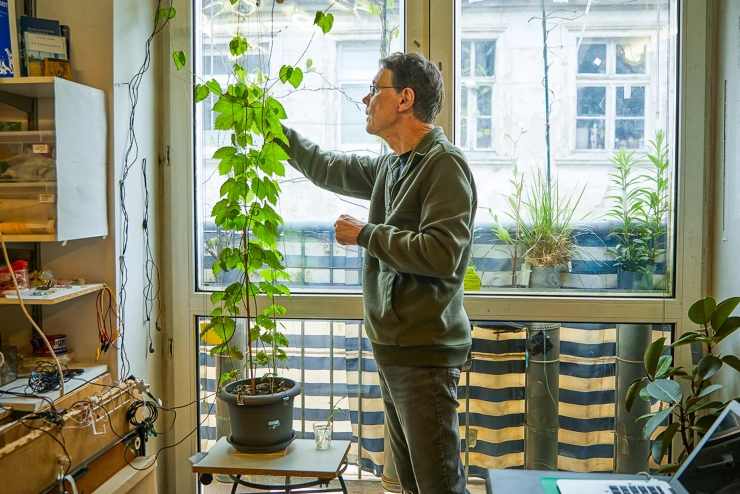 Ein Mann im olivgrünem Pullover betrachtet die Blätter einer Hopfenpflanze, die in einem Topf vorm Fenster wächst.
